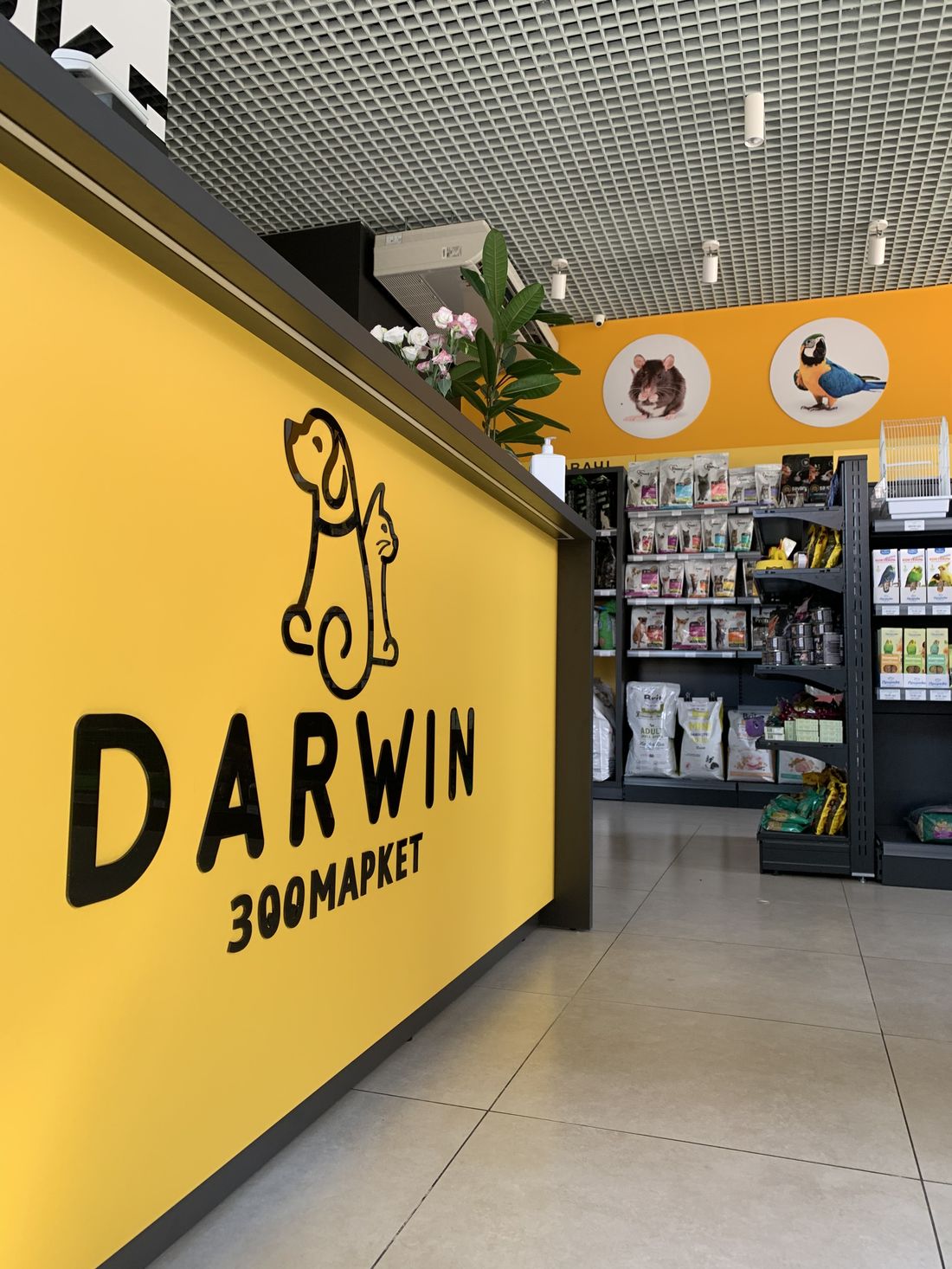 Жовта стіна Darwin